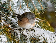 Pink-sided Race of the Dark-eyed Junco