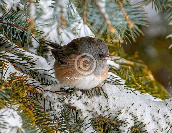 Pink-sided Race of the Dark-eyed Junco