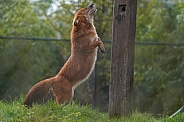Dhole