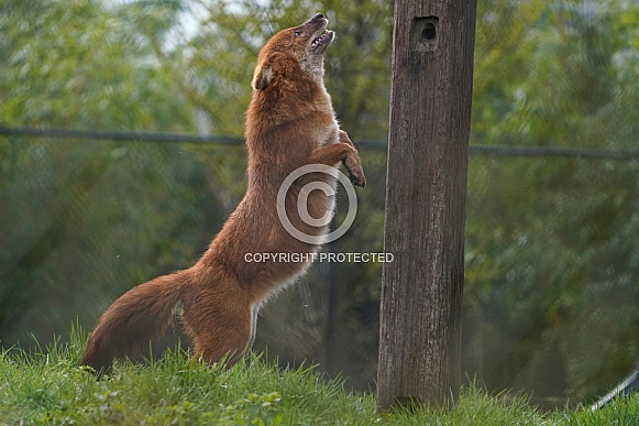 Dhole