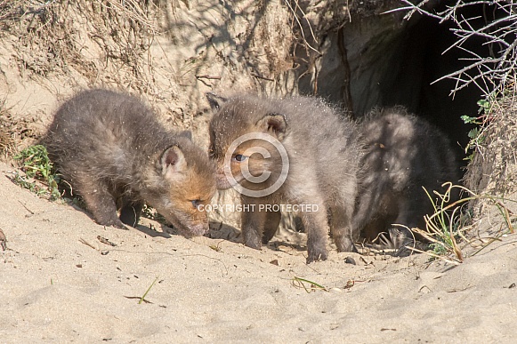 Young Fox kits Young Fox kits
