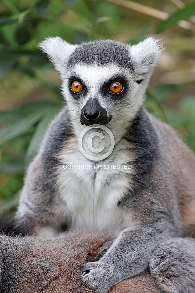 Ring-tailed lemur (Lemur Catta) Ring-tailed lemur (Lemur Catta)