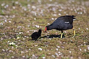 Moorhen and chick
