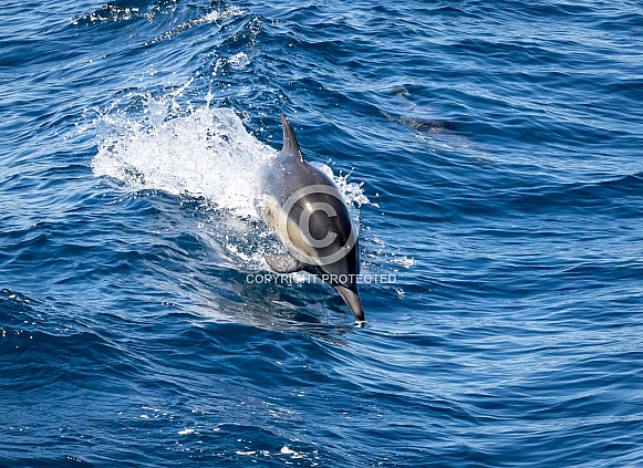Common Dolphins