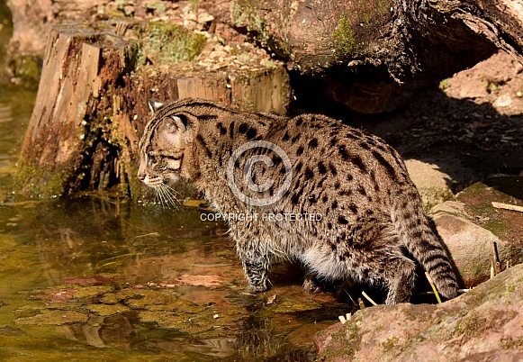 fishing cat