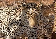 Leopard Kruger National Park SA (Wild)