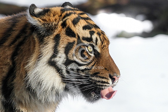 Sumatran tiger