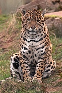 Jaguar Full Body Sitting Upright