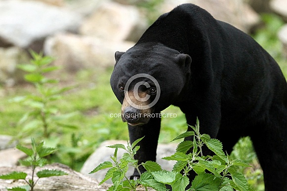 Sun Bear Sun Bear