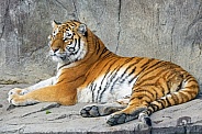 Tiger resting