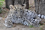 Persian Leopard