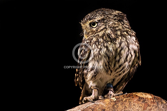 Little Owl Full Body Side Profile Black Background