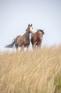 Wild Horse (Equus caballus)