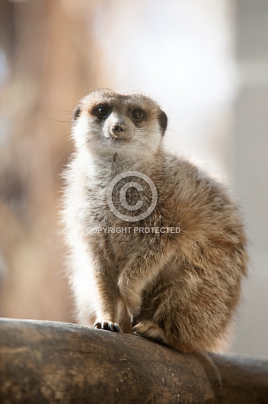 Meerkat