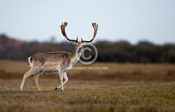 Fallow deer