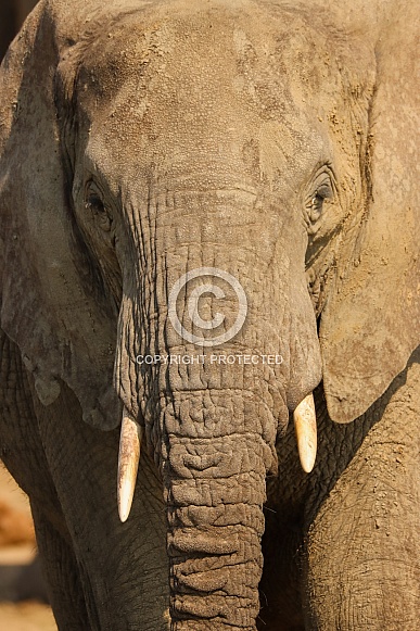 African Elephant African Elephant