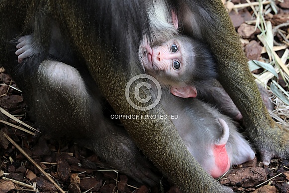 Mandrill (Mandrillus sphinx)