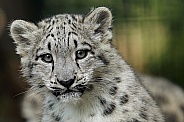 Snow Leopard Cub