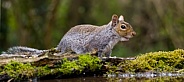 Grey Squirrel