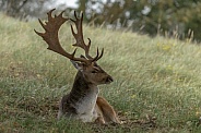 A beautiful male fallow deer lying in the grass