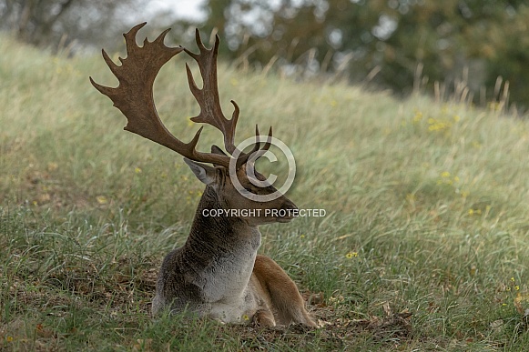 A beautiful male fallow deer lying in the grass