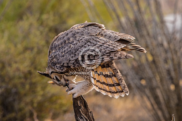 Great Horned Owl