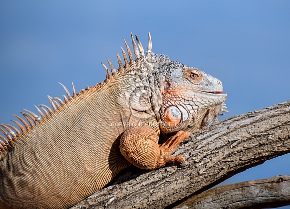 Green Iguana on a branch