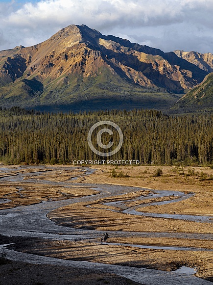 Denali National Park - Alaska Denali National Park - Alaska