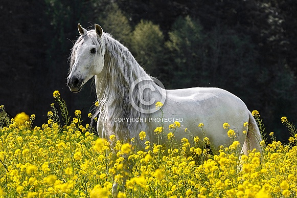 Andalusian Horse--Andalusian in Yellow Andalusian Horse--Andalusian in Yellow