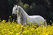 Andalusian Horse--Andalusian in Yellow