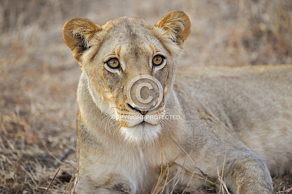 Wild lioness