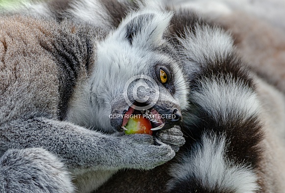 Ring-Tailed Lemur