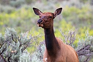 Rocky Mountain Elk - Headshot
