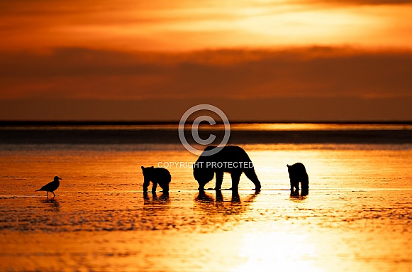 Mother bear and cubs silhouette at sunrise in Alaska