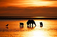 Mother bear and cubs silhouette at sunrise in Alaska