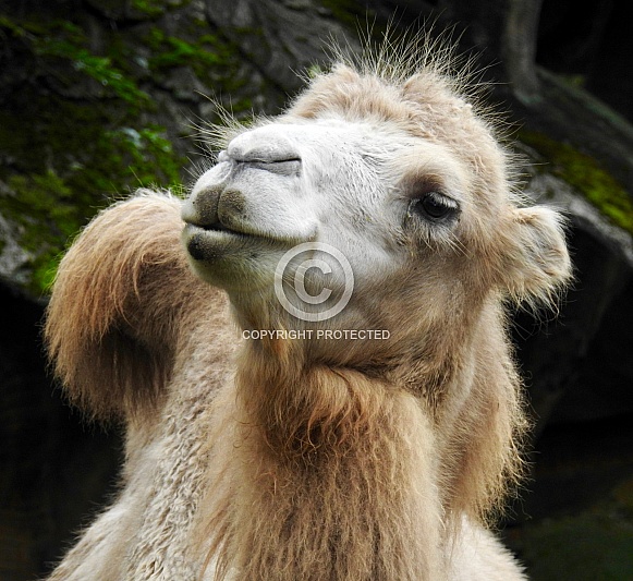Dromedary Camel