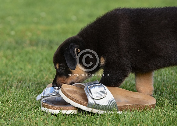 Puppy (mixed breed)
