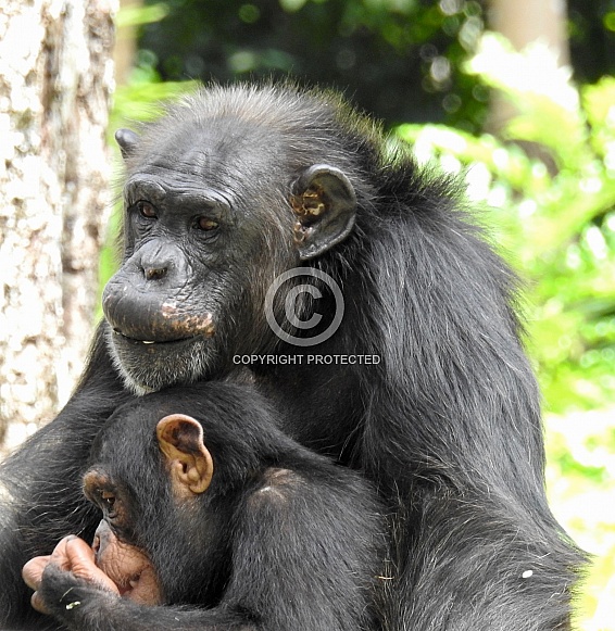 Mother & Baby Chimpanzee Mother & Baby Chimpanzee