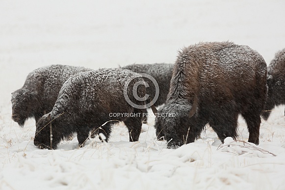 Bos bison, American bison Bos bison, American bison