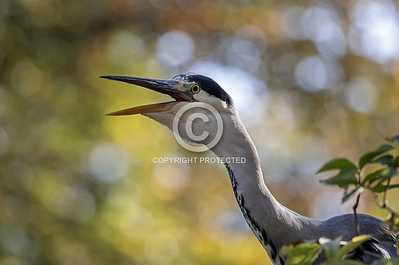 Grey heron (Ardea Cinerea)
