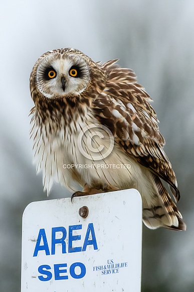 Short Eared Owls