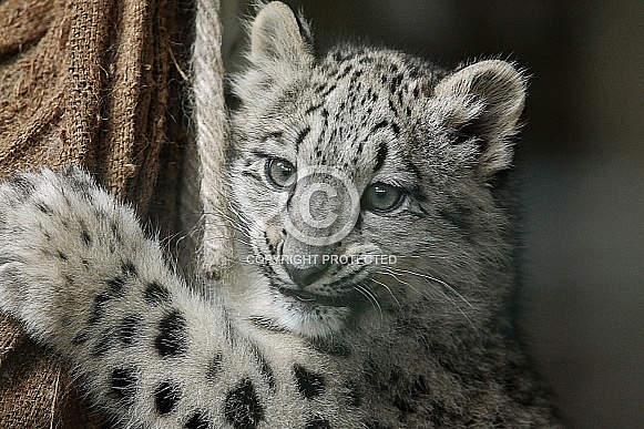 Snow Leopard Cub