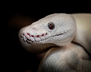 Leucistic White Ball Python