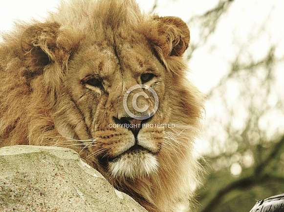 African Lion Portrait African Lion Portrait