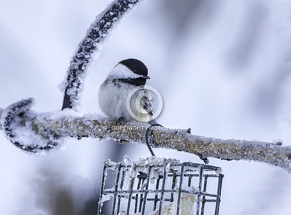 Black-Capped Chickadee during Winter in Alaska