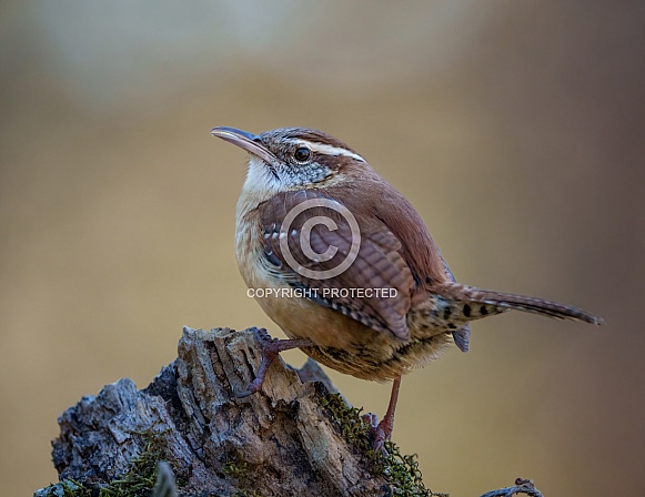 Carolina Wren