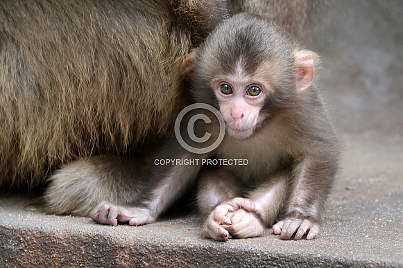 Japanese macaque (Macaca fuscata) Japanese macaque (Macaca fuscata)
