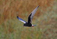 White winged Black Tern
