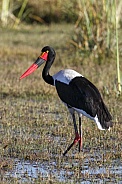 Saddlebilled Stork - Okavango Delta - Botswana