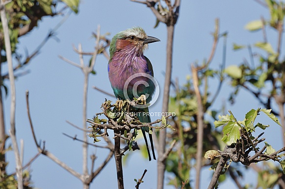 Lilac Breasted Roller Lilac Breasted Roller